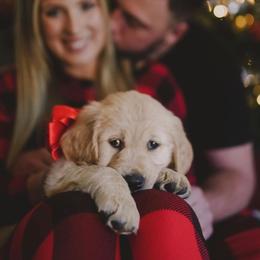 Golden Retrievers from Golden Dreams Goldens