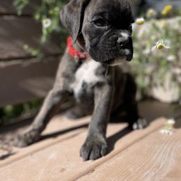 Ruby - Brindle female Boxer puppy in Marion, Montana from Serendipity's European Boxers