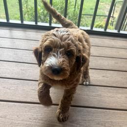 Brown Collar - Red  male Goldendoodle puppy in Landis, North Carolina from Shelbys Doodle Farm