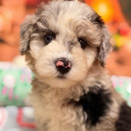 Mochi - Blue merle female Aussiedoodle puppy in Dickerson, Maryland from Pawsome Aussie Doodles and Oodles