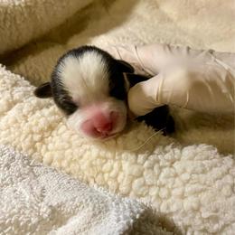 Wirt - Black and tan male Pembroke Welsh Corgi puppy in Grand Junction, Colorado from Mount Garfield Corgis
