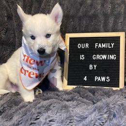 Doc (Baby Blue Collar) - White male Siberian Husky puppy in Lagro, Indiana from Siberian Huskies-Beckham the Great