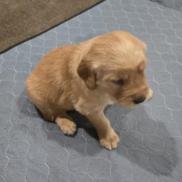 Yellow Collar - Golden female Golden Retriever puppy in El Dorado Hills, California from Asperheim Golden Retriever Puppies