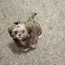 Shih Tzu Puppies from Wandering Tzu