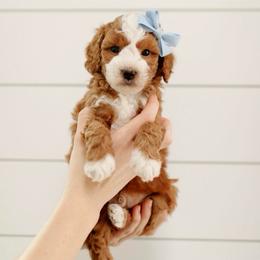 Rocky - Red  male Goldendoodle puppy in Rio Linda, California from GoldendoodlePaw