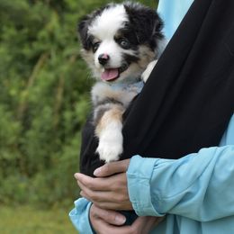 German Shorthaired Pointer, Miniature American Shepherd, Miniature Australian Shepherd, and Toy Australian Shepherd Puppies from Foxtail Hollow