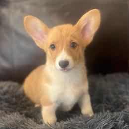 WM F1 - Red female Pembroke Welsh Corgi puppy in Stockton, Iowa from Infinity Corgis