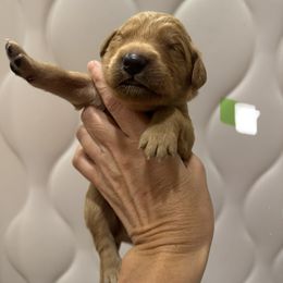 Green White Collar - Dark golden male Golden Retriever puppy in Turtlepoint, Pennsylvania from Allegheny River Retrievers