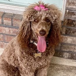 Martha - Poodle