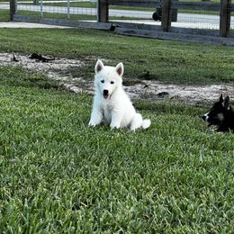Siberian Husky Puppies from Hargaden Huskies