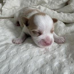 Morkie Puppies from Morkies of Milton