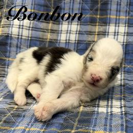 Girl 8 - female Shetland Sheepdog puppy in Wolcott, Indiana from Southside Shelties