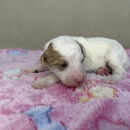 Willow - Parti female Poodle puppy in Stilwell, Oklahoma from LR&R Dog Co.