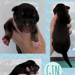 Gin - Black male Great Dane puppy in Wellsville, New York from Prophecy Danes
