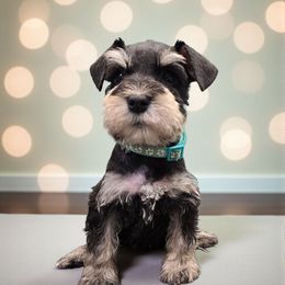 Molly's Aqua - Black and silver female Miniature Schnauzer puppy in Houston, Texas from Haughton Farm