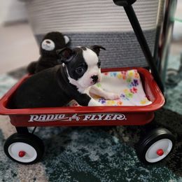 Boston Terrier Puppies from Tallulahs Boston babes