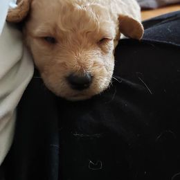 Double Doodle and Goldendoodle Puppies from Badgerland Goldendoodles