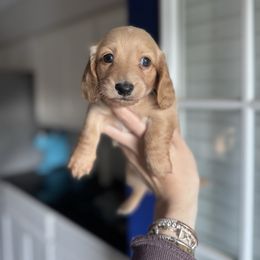 Boy 1 Green Collar - Cream male Dachshund puppy in Grandview, Texas from LF & Co Dachshunds