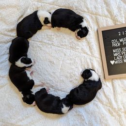 Border Collie Puppies from Breese Border Collies
