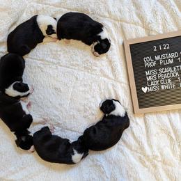 Border Collie Puppies from Breese Border Collies