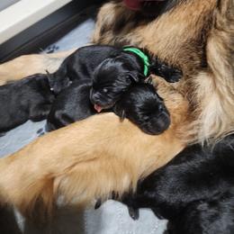 Boy 1 - Black and tan male German Shepherd puppy in Fort Jennings, Ohio from Von Holtzapple German shepherds