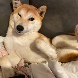 Chestnut - Shiba Inu