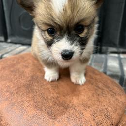 Purple collar girl - Sable female Pembroke Welsh Corgi puppy in Flat Rock, Alabama from Fluffy Butt Acres