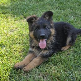 Boy 2 - male German Shepherd puppy in Grants Pass, Oregon from Elite Von Haus German Shepherds