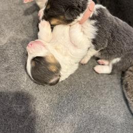 American Corgi and Pembroke Welsh Corgi Puppies from Coastal country Farms