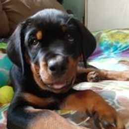 Rottweiler Puppies from Von Schonen Rottweilers