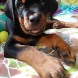 Rottweiler Puppies from Von Schonen Rottweilers