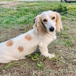 Paris - Dachshund