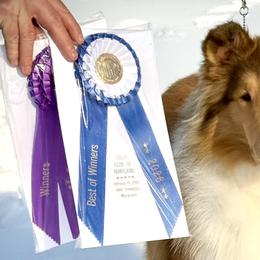 Collies and Shetland Sheepdogs from Clarity
