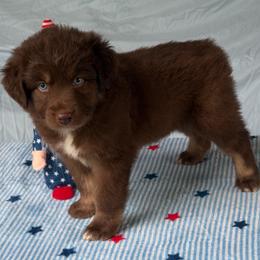 Bell - Red & white female Australian Shepherd puppy in Harrah, Oklahoma from Kamm's Aussies