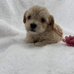 Violet - Apricot female Maltipoo puppy in Turlock, California from 209PuppiesCaliforniaMaltipoo
