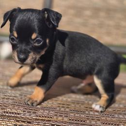 Neo (Neopolitan) - Black and tan male Chihuahua puppy in Plainfield, Indiana from Abby's Pampered Pooches