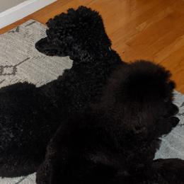 Poodles from Isfahel Kennels