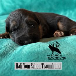 Hali - Black and red female German Shepherd puppy in Garland, Maine from Vom Schön Traumhund