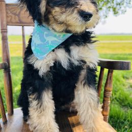 Assorted Doodle Crosses, Aussiedoodle, Bernedoodle, and Poodle Puppies from Pear Tree Prairie Doodles