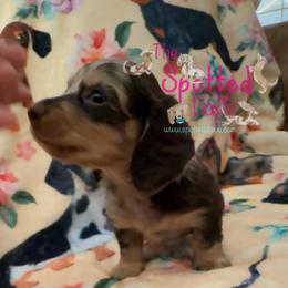 Dapple gal - Chocolate and cream female Dachshund puppy in Mt. Pleasant, Texas from The Spotted Doxie