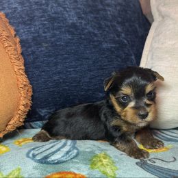 Girl 3 (white) - Black and gold female Yorkshire Terrier puppy in New Albany, Mississippi from Hardy Kennel