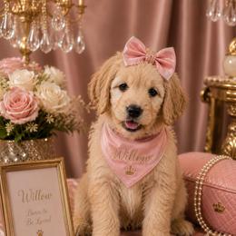 Girl 2 - female Goldendoodle puppy in Aurora, Illinois from Chicago Goldendoodles