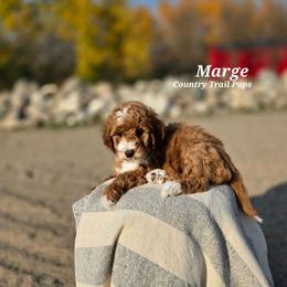 Goldendoodle and Poodle Puppies from Country Trail Pups