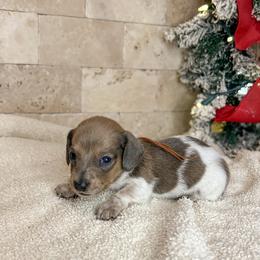 Boots - Fawn (isabella) and tan male Dachshund puppy in Marvell, Arkansas from Hat Creek Kennel
