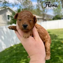 Flora - Red  female Poodle puppy in Morehead, Kentucky from Paw Perfect Pets