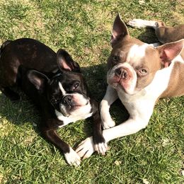 Boston Terrier Puppies from Furrever Boston Terriers