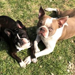 Boston Terrier Puppies from Furrever Boston Terriers