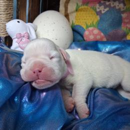 Girl 1 - White female Boxer puppy in Pikeville, Kentucky from Boxers of Whispered Wishes