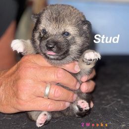 Shiba Inu Puppies from ScrapiShibas