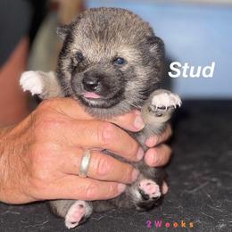Shiba Inu Puppies from ScrapiShibas
